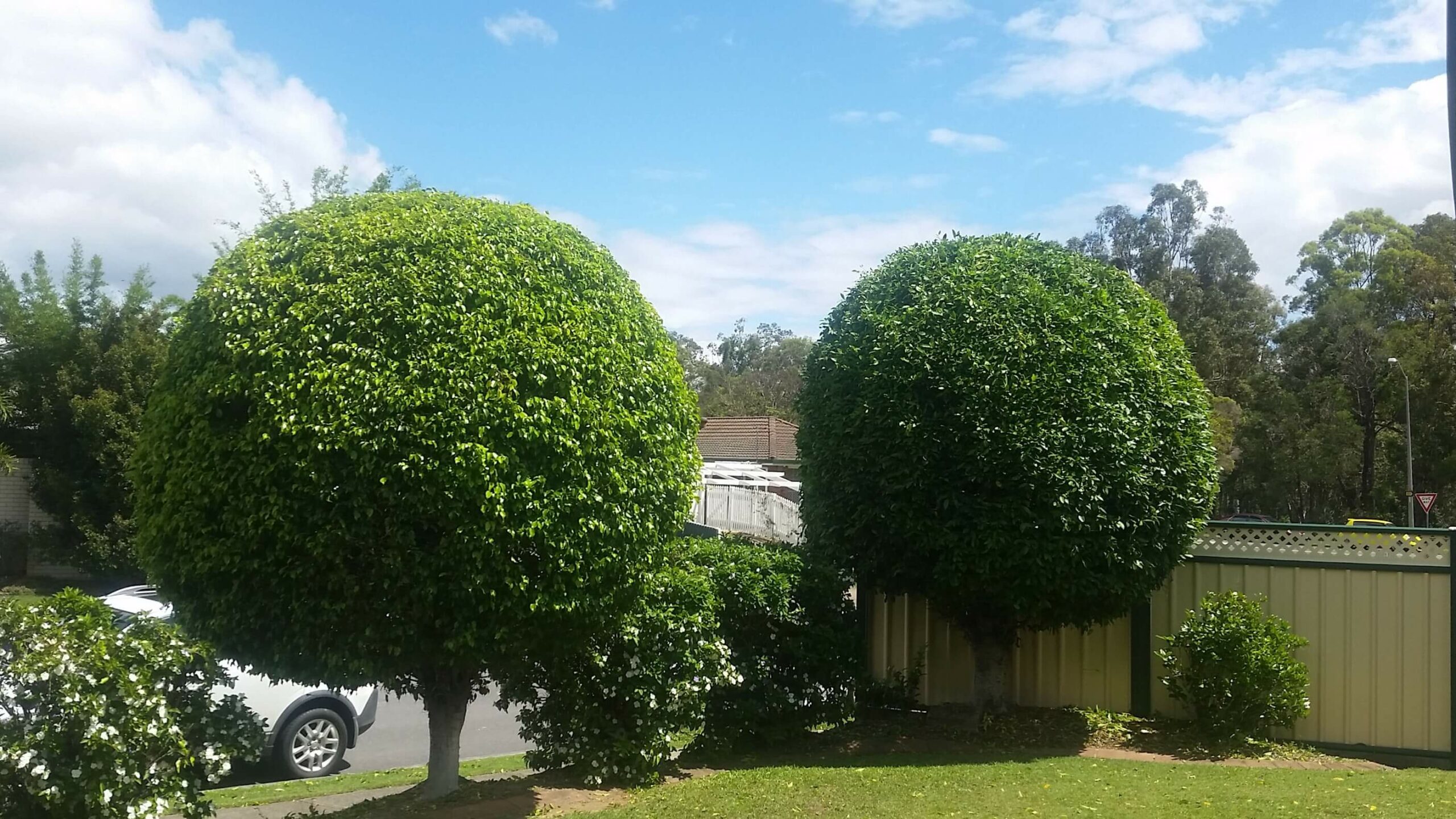 Two big trees pruned Residential Tree Pruning
