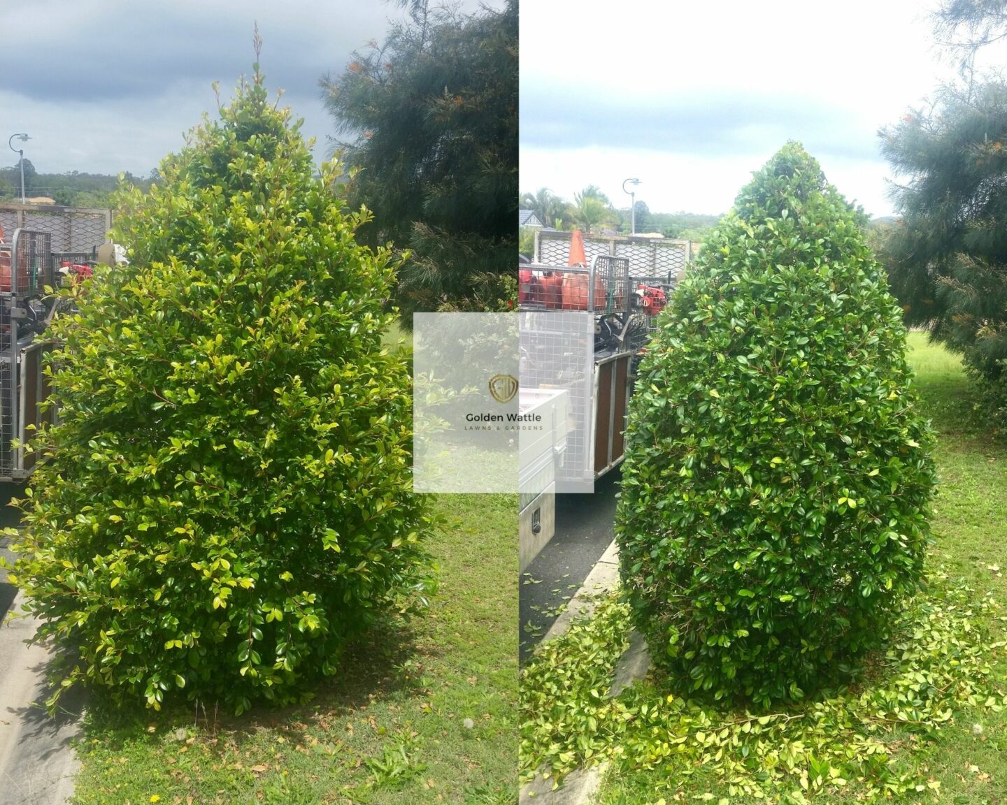 Before and After Tree Pruning