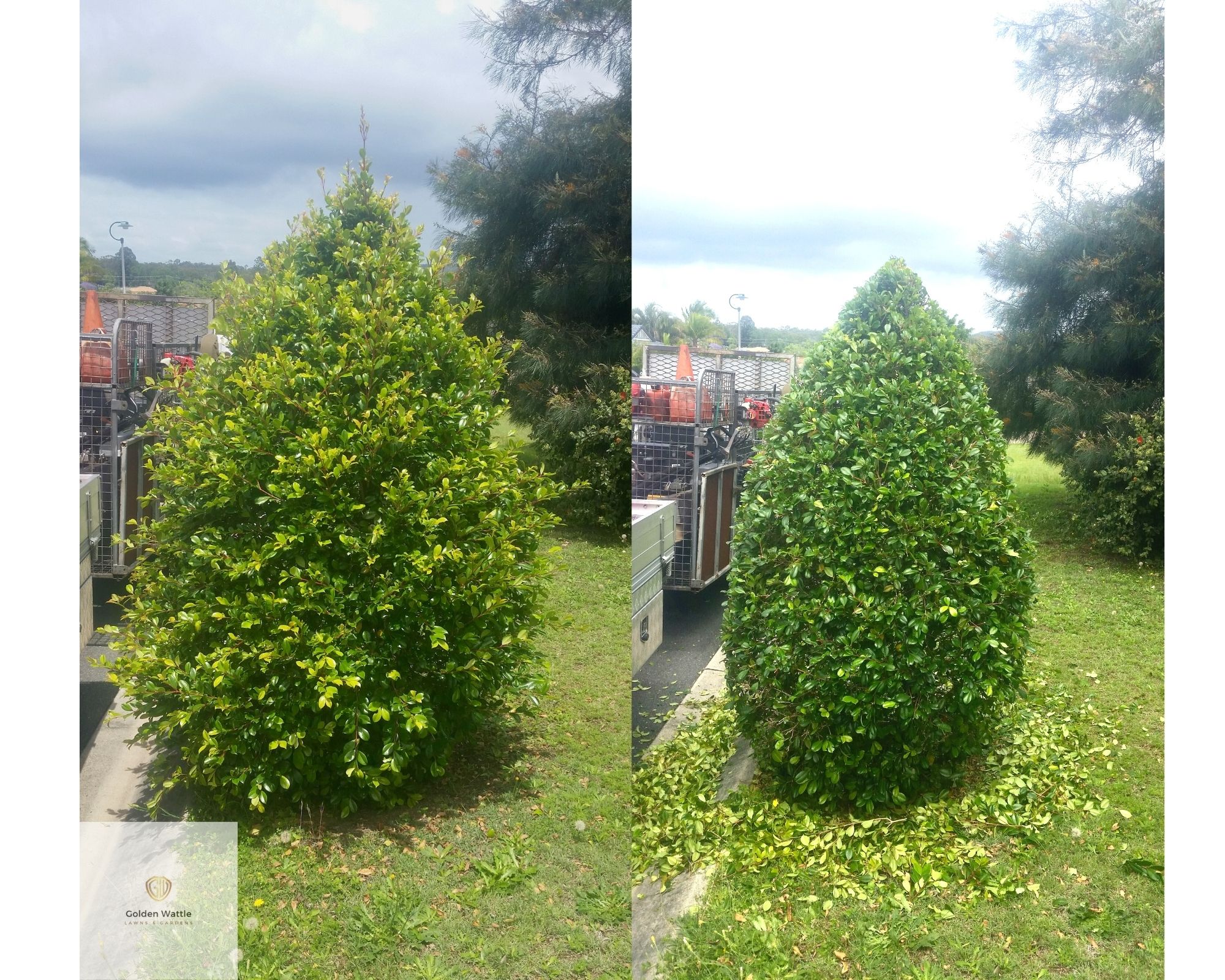 Before and After pruned trimmed tree service